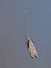 Triplectidinae