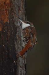 Pygarrhichas albogularis