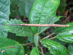 Exocnophila