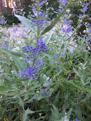 Caryopteris × clandonensis