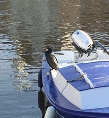 Phalacrocorax carbo