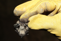 Myotis chiloensis