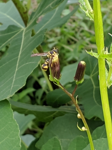 Mediterranean Potter Wasp photo 3