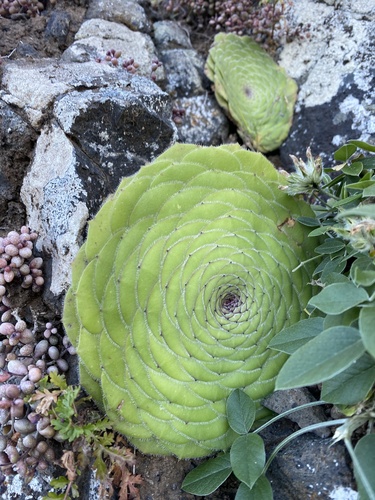 Aeonium tabulaeforme