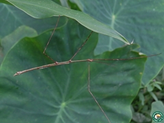 Cladoxerus