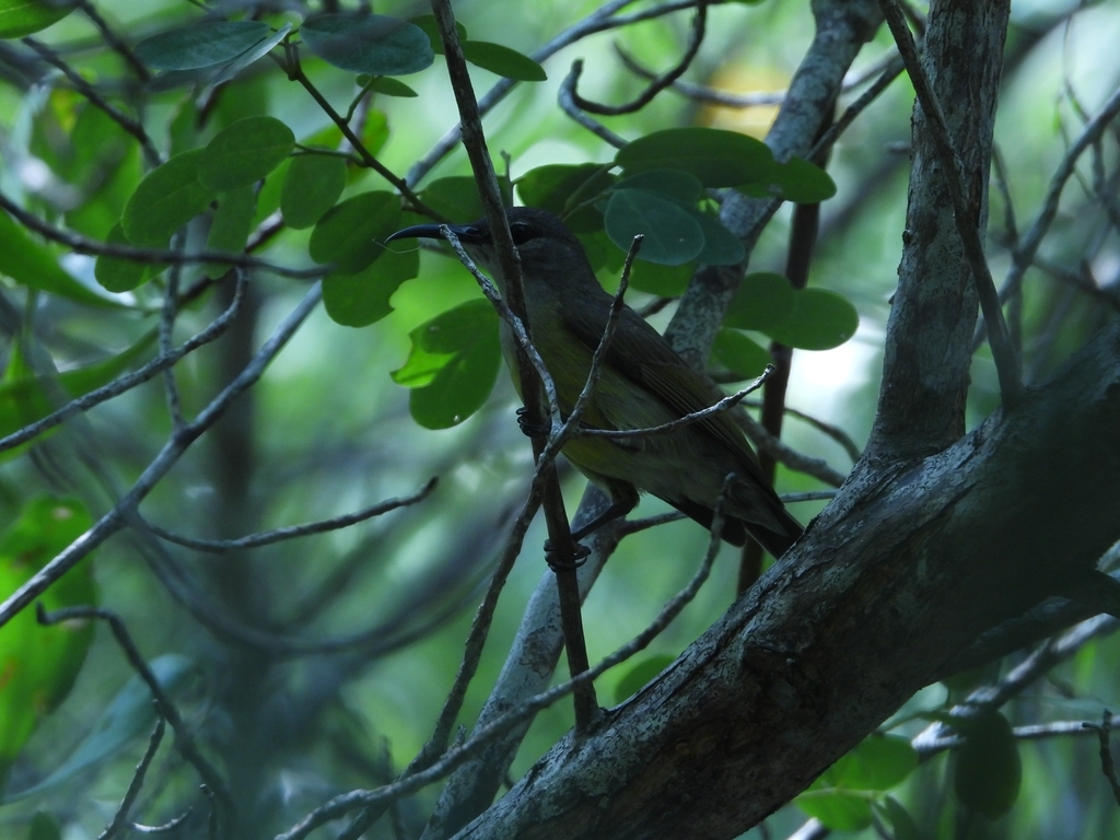 Copper-throated Sunbird (Leptocoma calcostetha)
