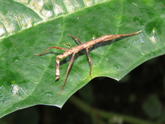 Pygirhynchus vigilans