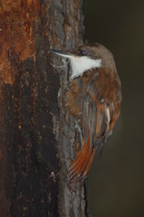 Pygarrhichas albogularis