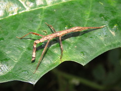 Pygirhynchus vigilans