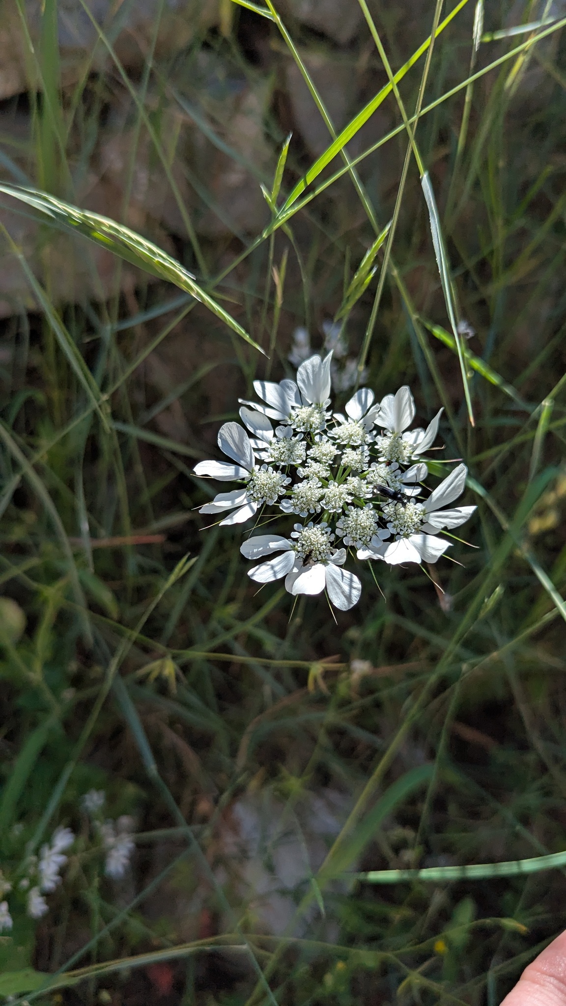 Common Hartwort (Tordylium officinale)