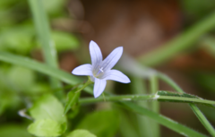 Campanula californica