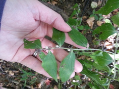 Lithospermum latifolium