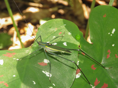 Engonia pistacina