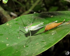 Engonia pistacina