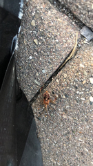 Leptoglossus occidentalis