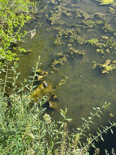 European Pond Turtle