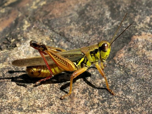 Red-legged grasshopper