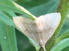 Phalaenostola metonalis