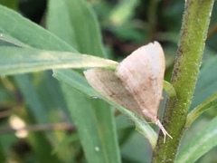 Phalaenostola metonalis