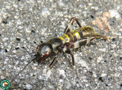 Cranistus colliurides