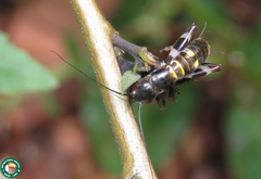 Cranistus colliurides