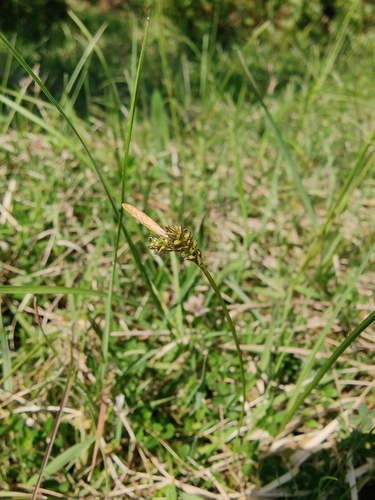 Image of Carex caryophyllea by (c) carnifex, some rights reserved (CC BY)
