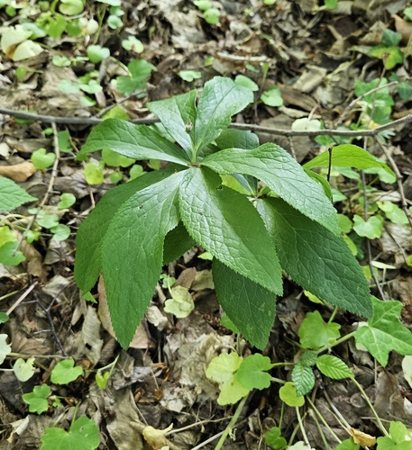 Image of Helleborus odorus by (c) Lazar Popović, some rights reserved (CC BY)