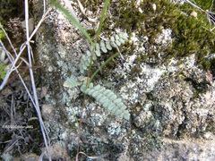 Astrolepis crassifolia