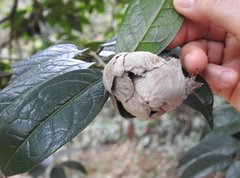 Camellia granthamiana