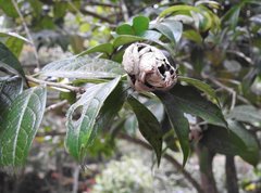Camellia granthamiana