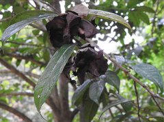 Camellia granthamiana