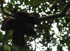 Camellia granthamiana