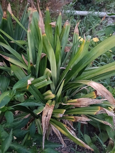 Natal Lily