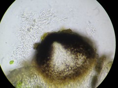 Didymocyrtis epiphyscia