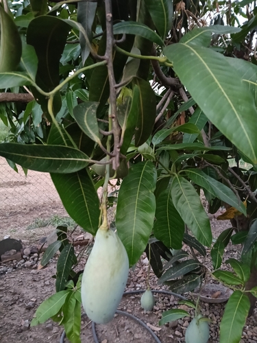 Indian mango