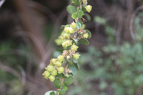 Image of Ceanothus megacarpus by no rights reserved