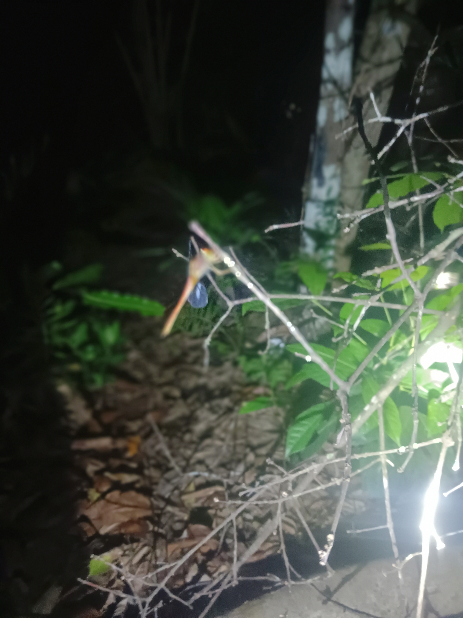 Coral-Tailed Cloudwing