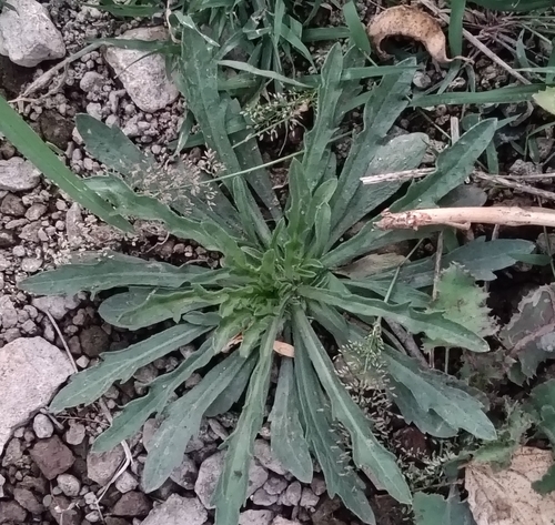 tropical horseweed