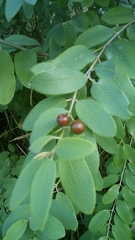 Karwinskia humboldtiana