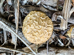 Passiflora edulis flavicarpa