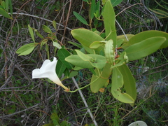 Rhabdadenia biflora