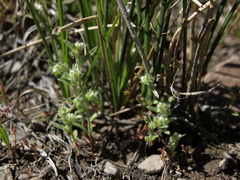 Cryptantha glomeriflora