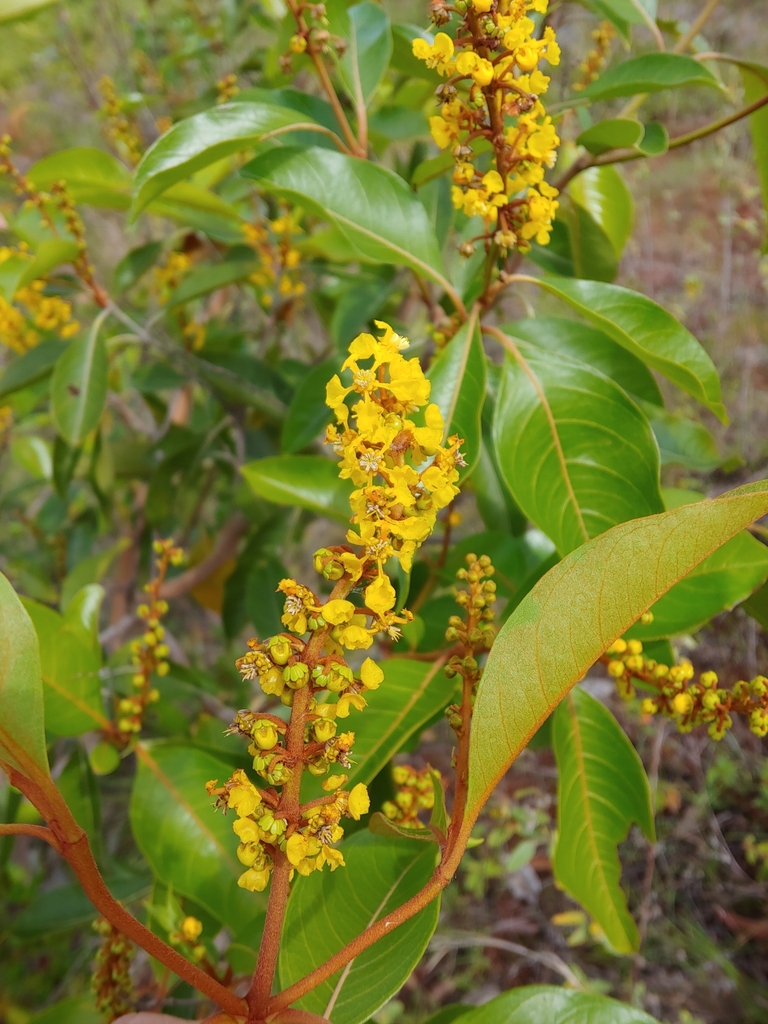Byrsonima crassifolia, CROEM