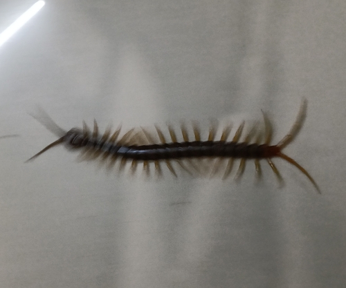 Minor Blueleg Centipede