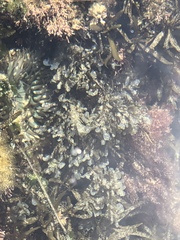 Dictyopteris undulata