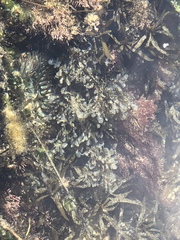 Dictyopteris undulata