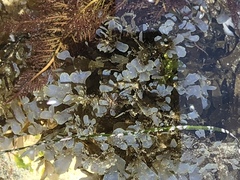 Dictyopteris undulata