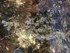 Dictyopteris undulata