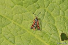 Pyropteron chrysidiforme