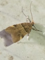 Theisoa constrictella